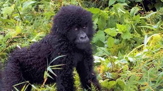 Endangered Mountain Gorillas Are Increasing in Population [upl. by Noiram]