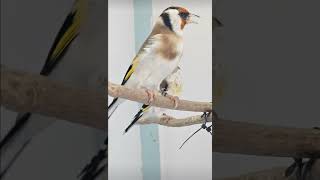 Siberian goldfinch Classic bred from pied 2024 [upl. by Airdnalahs]