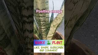 Snake plant  garden trending [upl. by Nairdad188]