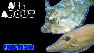 All About The Filefish [upl. by Nap]