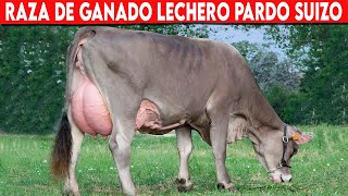 🔴 Raza De Ganado PARDO SUIZO Ventajas y Desventajas ✅ Vacas Lecheras PARDO SUIZO [upl. by Bedad]