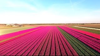 Amazing Tulip Fields [upl. by Christianson355]