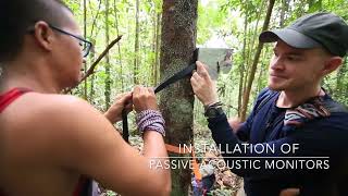 Bioacoustic Monitoring of Gibbons in Central Borneo [upl. by Bahe341]