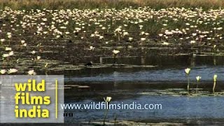 White Water Lily Nymphaeaceae [upl. by Vernon489]