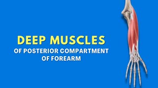 Deep Muscles of Posterior Compartment of Forearm  Anatomy Tutorial  Doctor Speaks [upl. by Eelyah]