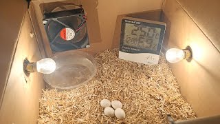 How to make Egg incubator at home for Quail Egg Hatching 🐣 [upl. by Sik568]