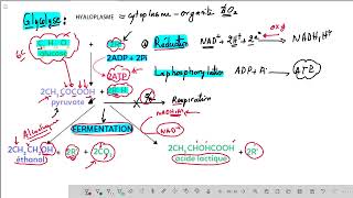 Résumé de la glycolyse et la fermentation [upl. by Aleirbag]