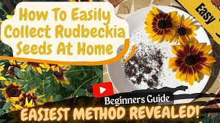 DIY Seed Saving How to HARVEST and Store RUDBECKIA SEEDS for a BUMPER Crop Next Season BEGINNERS [upl. by Mehalick35]