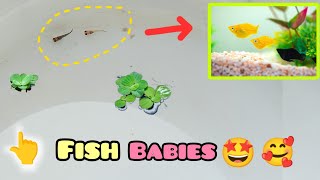 finally 🥳  my fish giving birth some babies ☺ [upl. by Eiralam]