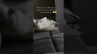 Odin’s a goofball dogshorts dogsofyoutube huskydog weirdpets [upl. by Imer657]