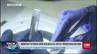 Wolbachia Senjata Baru Lawan DBD LawanDBD [upl. by Olbap]