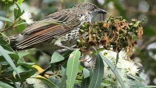 Little Wattlebird 69 [upl. by Arreis163]