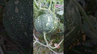 মিষ্টি কুমড়াPumpkinCucurbita moschataFamilyCucurbitaceae plants agriculture lifecraftiqbal [upl. by Yerggoeg]