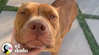 Mamá pitbull gruñosa se convierte en la mas amorosa  Puro Pitbull  El Dodo [upl. by Oizirbaf]