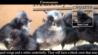 Crevecoeur Baby Chicks [upl. by Tallulah]