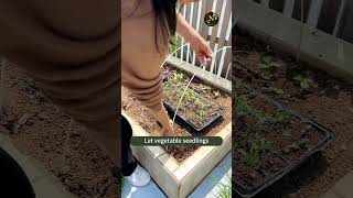 Cover plants from the rain shortvideo cute rain funny cute viral beauty shorts short [upl. by Alyam426]