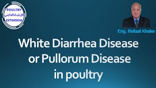 White Diarrhea Disease or Pullorum Disease in poultry [upl. by Thalia]