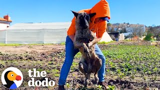 Dog Found Paralyzed In A Field Reunites With Rescuer A Year Later  The Dodo [upl. by Coco]