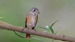 Ferruginous Flycatcher at Singapore Botanic Gardens Nov 15 2024 [upl. by Farr]