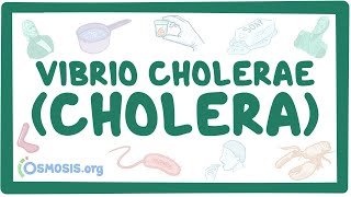 Vibrio cholerae Cholera  an Osmosis Preview [upl. by Eilssel133]