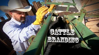 Cattle Branding process [upl. by Etnemelc]