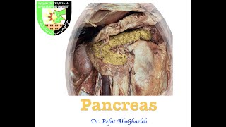 Anatomy of Pancreas [upl. by Eanat]