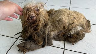 THE WORST DOG CONDITION I HAVE EVER SEEN IN MY LIFE as a dog groomer [upl. by Haramat487]