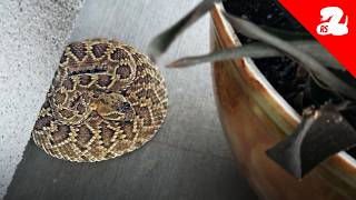 Rattlesnakes Escape the Heat on Front Porches [upl. by Kimble573]