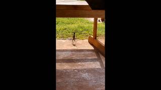 Lizards running in a funny way🤣🤣🤣🤣 funny lizards youtube shorts [upl. by Qahsi556]