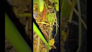 common snake skink lizard in Sri Lanka shorts [upl. by Urbana]