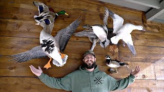 Waterfowl Taxidermy Collection [upl. by Agbogla427]