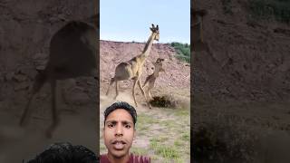 Lion attack giraffe animals wildlife battle lion vs giraffe funny wildanimal vswild animal [upl. by Winser]