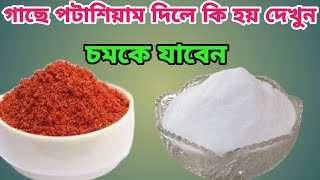 গাছে প্রচুর ফল পেতে পটাশালের ব্যবহার। Uses of Potash in plant [upl. by Shawn]