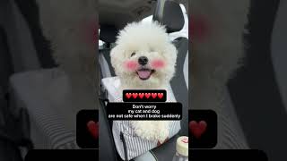 Pet car seat puppy petsuppliesplus petcare pets cat [upl. by Ahsitauq775]