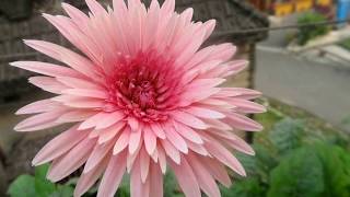 How to grow Gerbera or African Daisy [upl. by Geier]