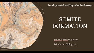 Somite Formation  Developmental and Reproductive Biology [upl. by Wieche]