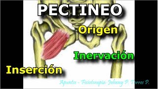 PECTINEO Origen Inserción Inervación [upl. by Mcmullan]