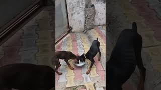 Sade Kutya da Nashta 🍚🍚🫓🐕🐕 [upl. by Hctud]