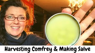 How to Harvest Comfrey and Making Comfrey Salve [upl. by Assenat189]