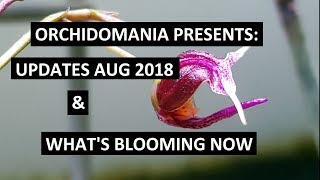 Orchidomania Presents Updates Aug 2018 [upl. by Sanfourd]