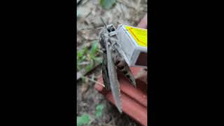 Agrius convolvuli the convolvulus hawkmoth [upl. by Neleb]