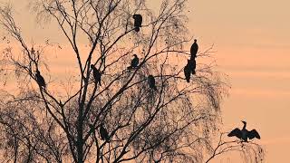 Aalscholvers rusten amp poetsen  Visvijvers Bergeijk 4112024 [upl. by Zaob303]