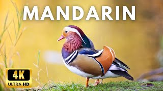 Most beautiful Mandarin duck in 4k Ultra Hd [upl. by Heaps]