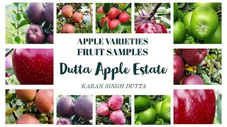 Apple varieties Fruit Samples  DUTTA APPLE ESTATE [upl. by Anelyak396]