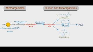 Sulfonamides and trimethoprim animation folic acid inhibitors [upl. by Meier250]