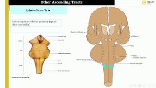 Ascending tracts Spino olivary tract spino tectal tract amp spino reticular tract 3\3 [upl. by Zusman311]