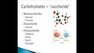 Biological Macromolecules  Carbohydrates through Proteins [upl. by Sargent370]