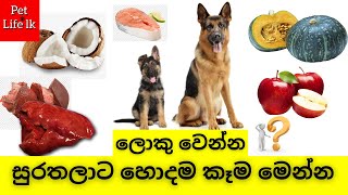 දැනගන දෙන්න  Foods that are good for Dogs Sinhala  Human foods for Dogs and puppies  Pet Life lk [upl. by Tengler818]