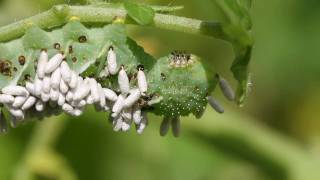 Tobacco Hornworm Parasitoids Emerge from their cocoons [upl. by Jordanna]