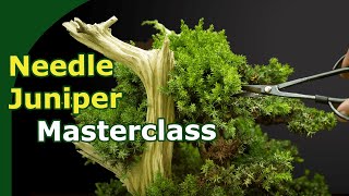 Needle Juniper Bonsai Masterclass [upl. by Werdna]